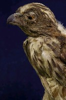 鳳頭蒼鷹藏品圖，第2張